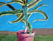 aloes - Piotr Smogór aloes - Piotr Smogór